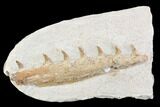 Fossil Mosasaur (Tethysaurus) Jaw Section - Goulmima, Morocco #107091-1